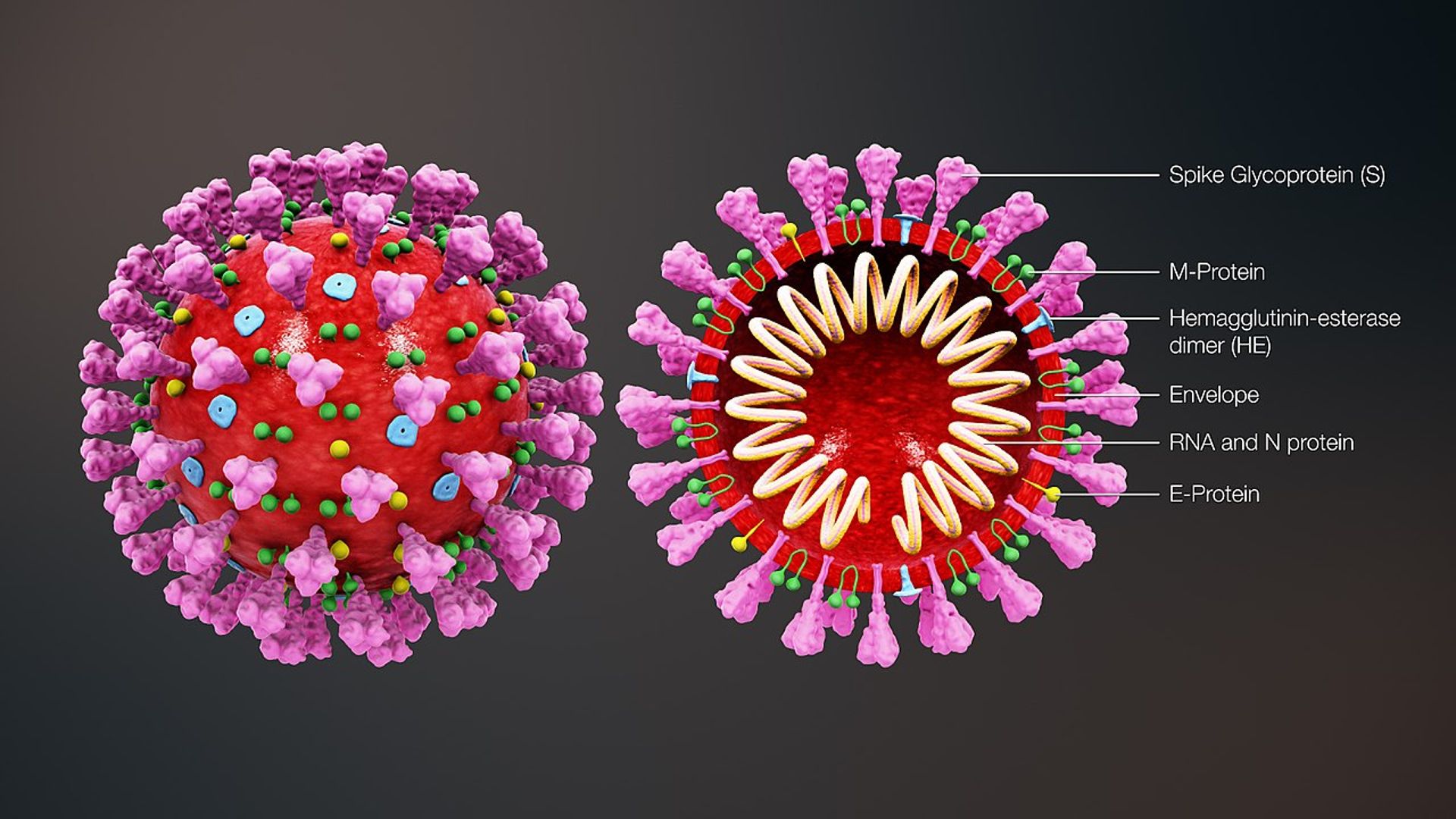 1280px-3D_medical_animation_coronavirus_structure